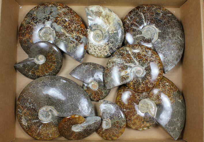 Lot: Polished Ammonites ( - ) - Pieces #101601
